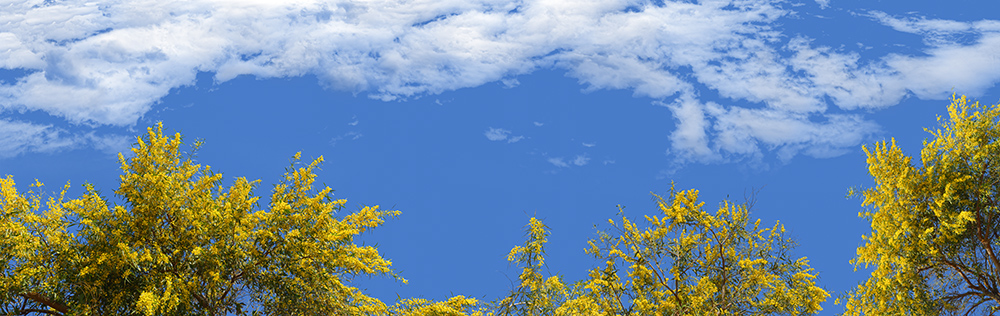 spring blossoms 09
